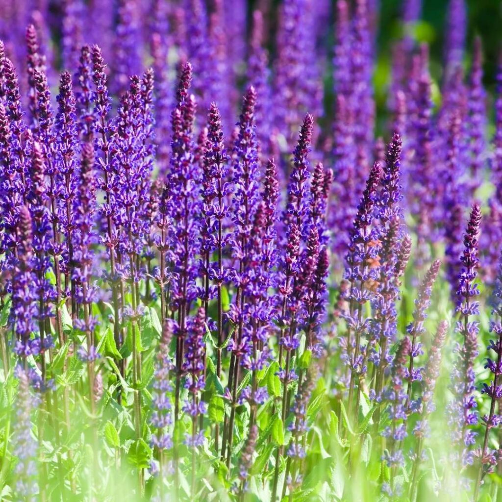 Russian Sage (Salvia yangii)