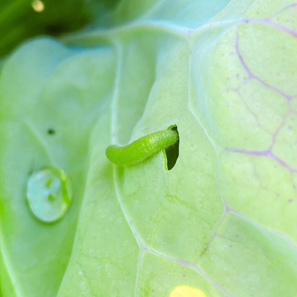 caterpillars and cabbage worms