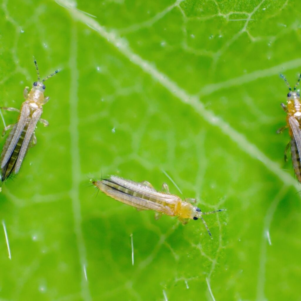 thrips