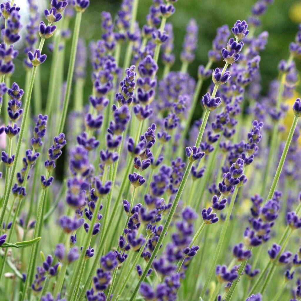 English Lavender (Lavandula angustifolia)