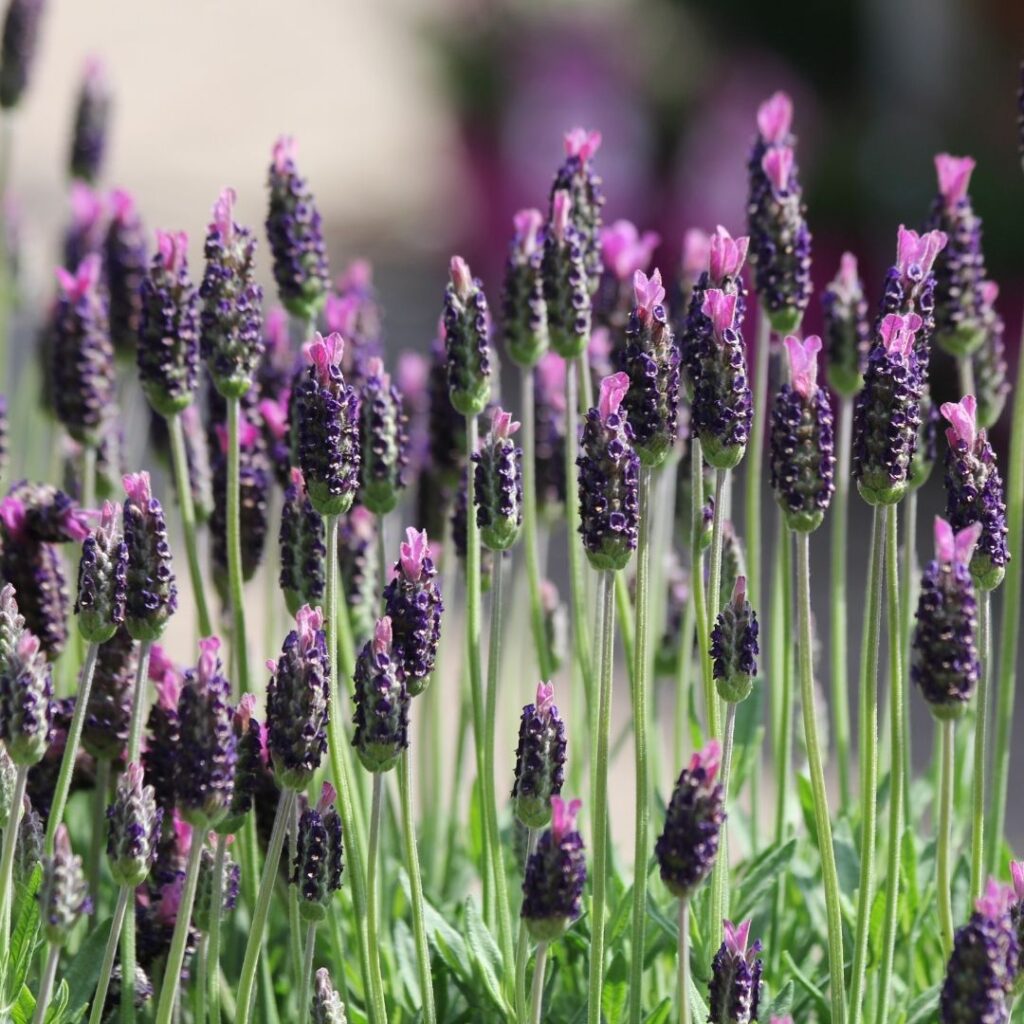 French Lavender (Lavandula dentata)