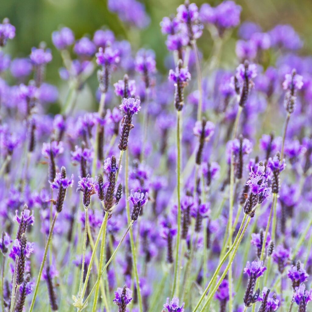 İspanyol Lavantası (Lavandula stoechas)