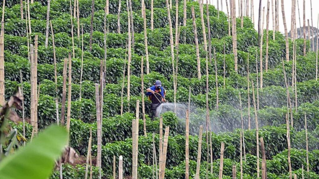 Kolombiya kakao üretimi