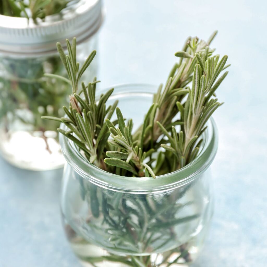 Storing fresh rosemary