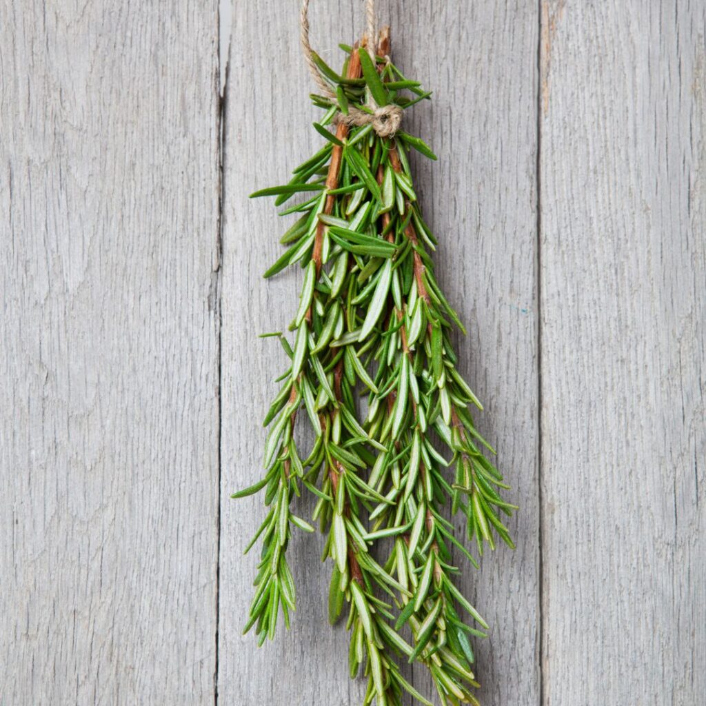 How to dry rosemary