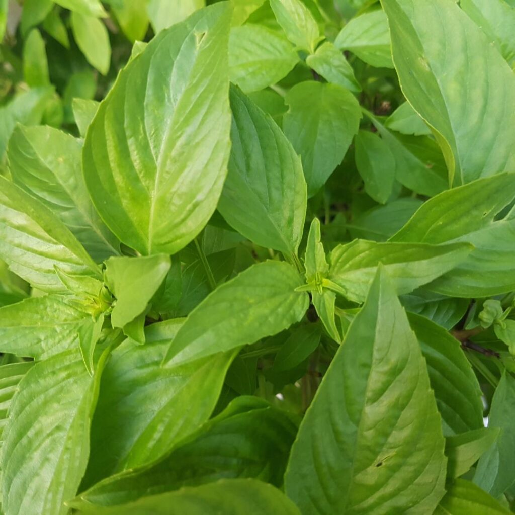 Thai Fesleğeni